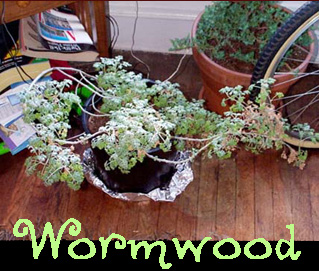 Scraggly Plant...