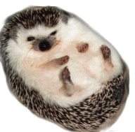 cute widdle hedgehog